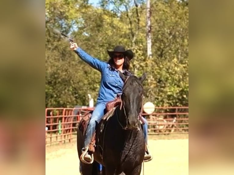 Percheron Blandning Valack 5 år 165 cm Svart in Auburn, KY