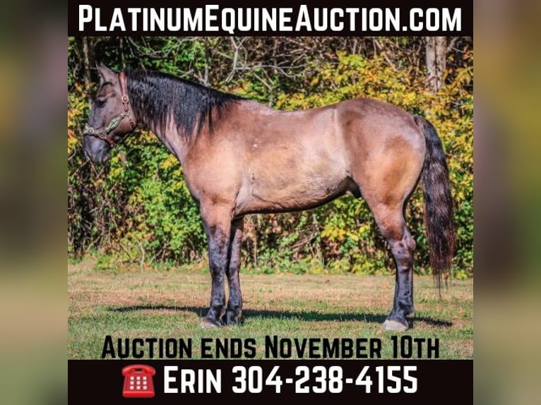 Percheron Valack 7 år 163 cm Black in Flemingsburg KY