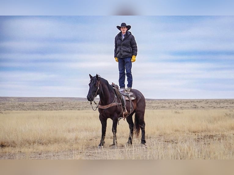 Percheron Blandning Valack 7 år Konstantskimmel in Canyon, TX