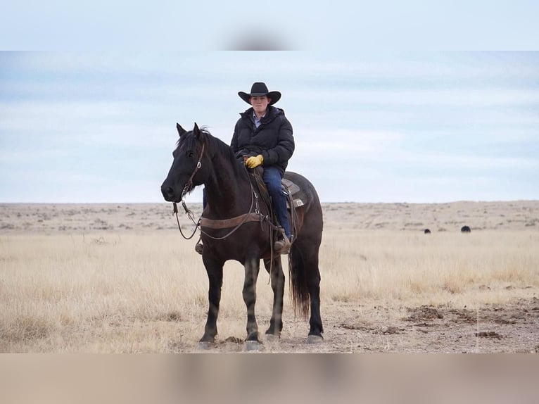 Percheron Blandning Valack 7 år Konstantskimmel in Canyon, TX