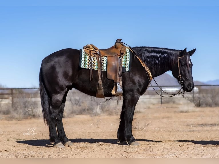 Percheron Blandning Valack 8 år 163 cm Svart in Aguila, AZ