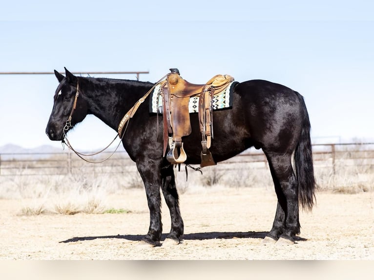 Percheron Blandning Valack 8 år 163 cm Svart in Aguila, AZ