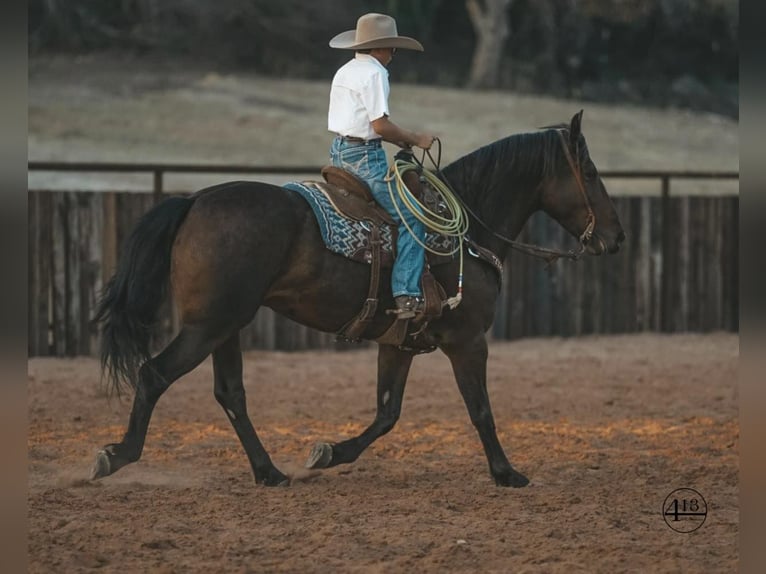 Percheron Wallach 10 Jahre 157 cm Rotbrauner in Casa Grande AZ