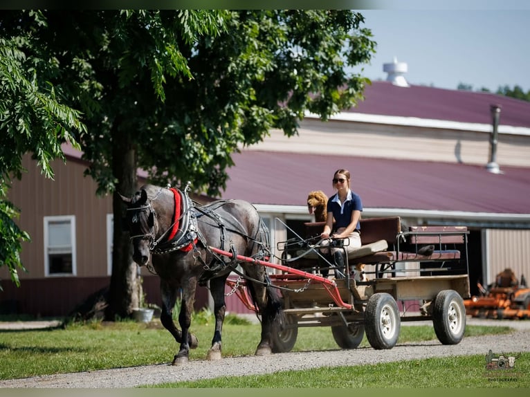 Percheron Mix Wallach 10 Jahre 163 cm Roan-Blue in Auburn