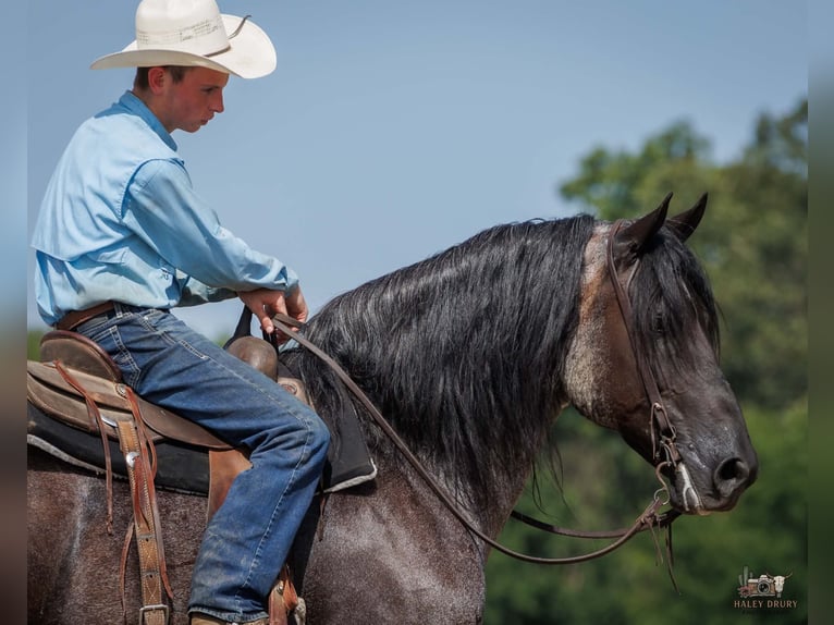 Percheron Mix Wallach 10 Jahre 163 cm Roan-Blue in Auburn