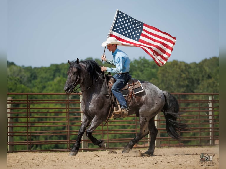 Percheron Mix Wallach 10 Jahre 163 cm Roan-Blue in Auburn