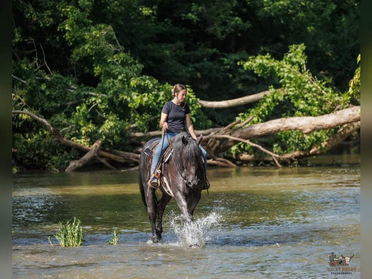 Percheron Mix Wallach 10 Jahre 163 cm Roan-Blue in Auburn