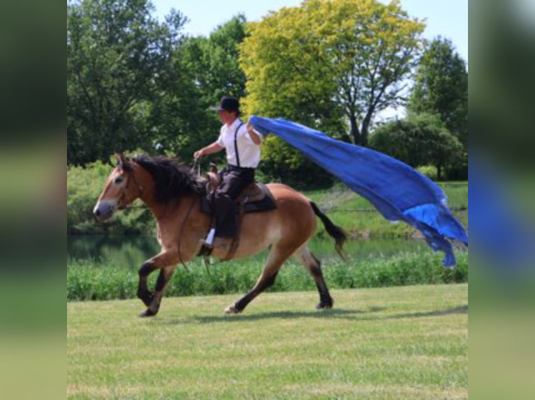 Percheron Mix Wallach 10 Jahre 163 cm Rotbrauner in Howell