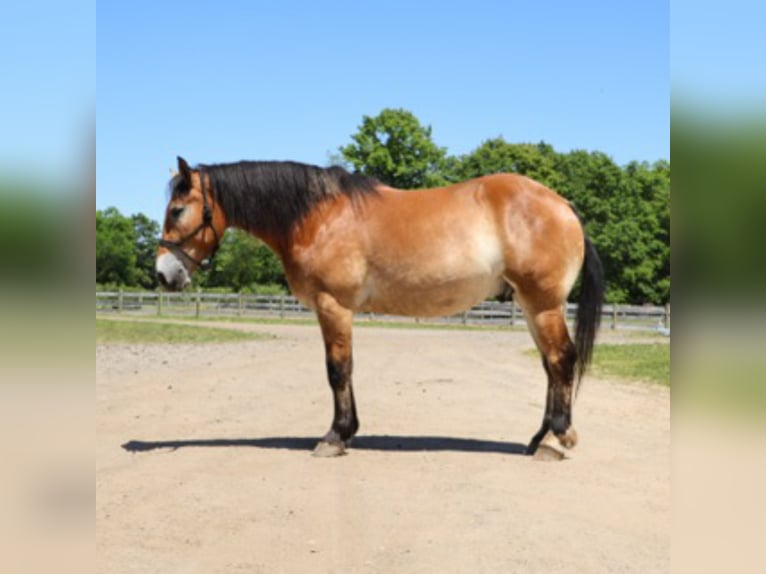 Percheron Mix Wallach 10 Jahre 163 cm Rotbrauner in Howell