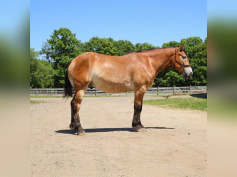 Percheron Mix Wallach 10 Jahre 163 cm Rotbrauner in Howell