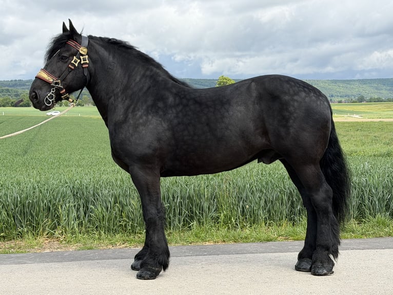 Percheron Wallach 10 Jahre 174 cm Rappe in Riedlingen