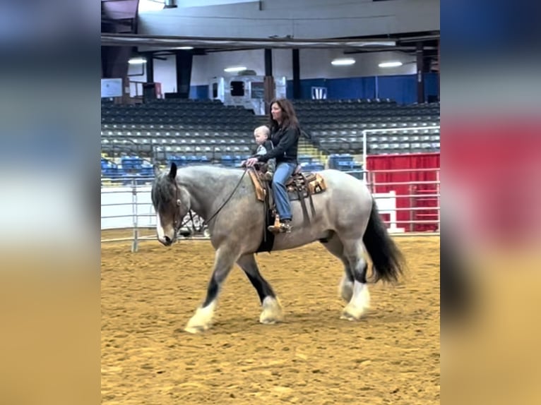 Percheron Wallach 10 Jahre 175 cm Roan-Bay in Auburn KY