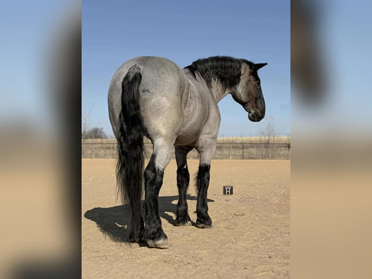Percheron Wallach 10 Jahre 180 cm Roan-Blue in Weatherford