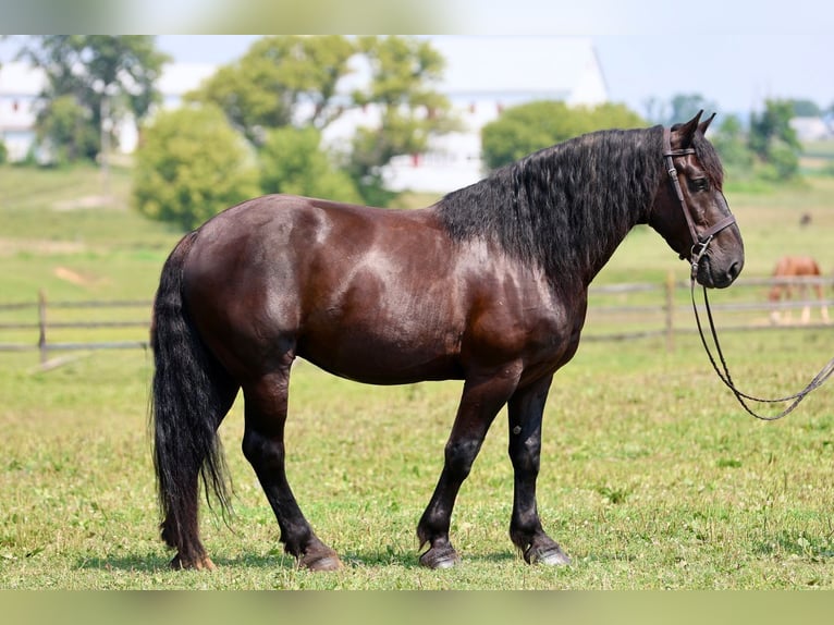 Percheron Mix Wallach 10 Jahre Rappe in Gap