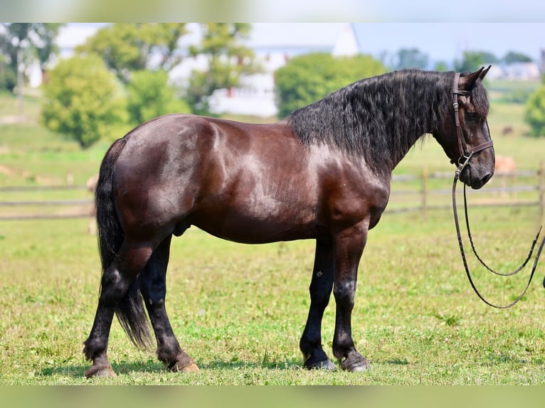 Percheron Mix Wallach 10 Jahre Rappe in Gap