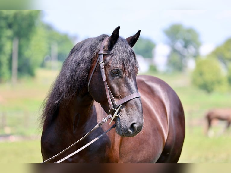 Percheron Mix Wallach 10 Jahre Rappe in Gap