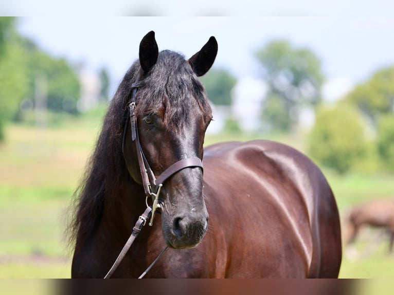 Percheron Mix Wallach 10 Jahre Rappe in Gap