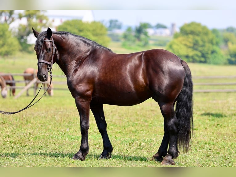 Percheron Mix Wallach 10 Jahre Rappe in Gap