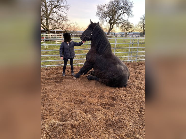 Percheron Wallach 11 Jahre 170 cm Rappe in B&#xF6;blingen