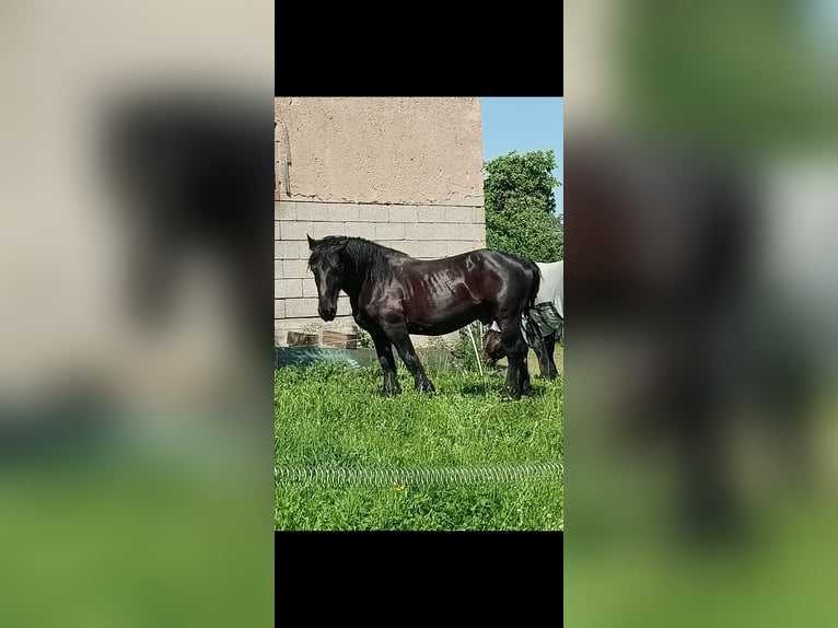 Percheron Wallach 12 Jahre 160 cm Rappe in Dischingen
