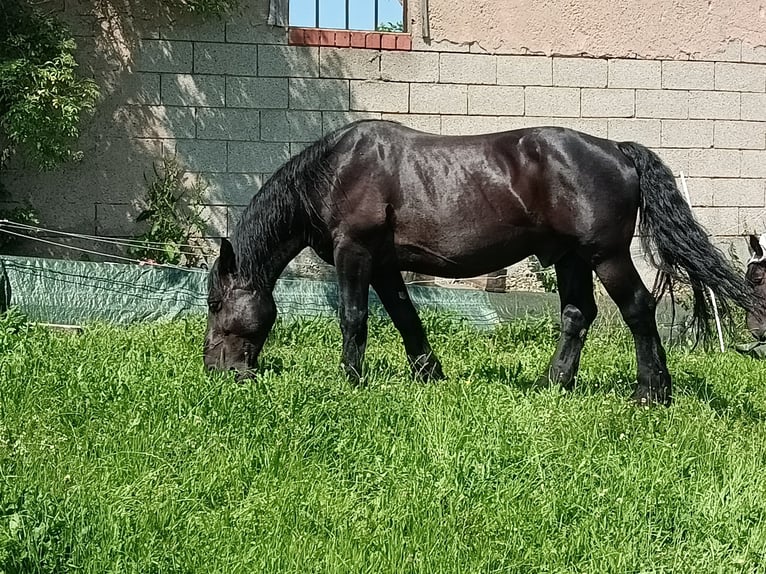 Percheron Wallach 12 Jahre 160 cm Rappe in Dischingen