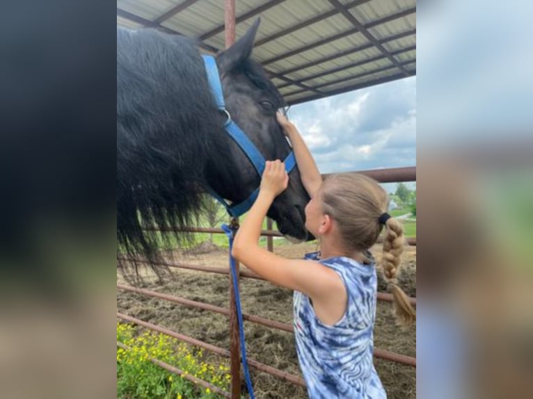 Percheron Wallach 12 Jahre 175 cm Tobiano-alle-Farben in Maysville KY