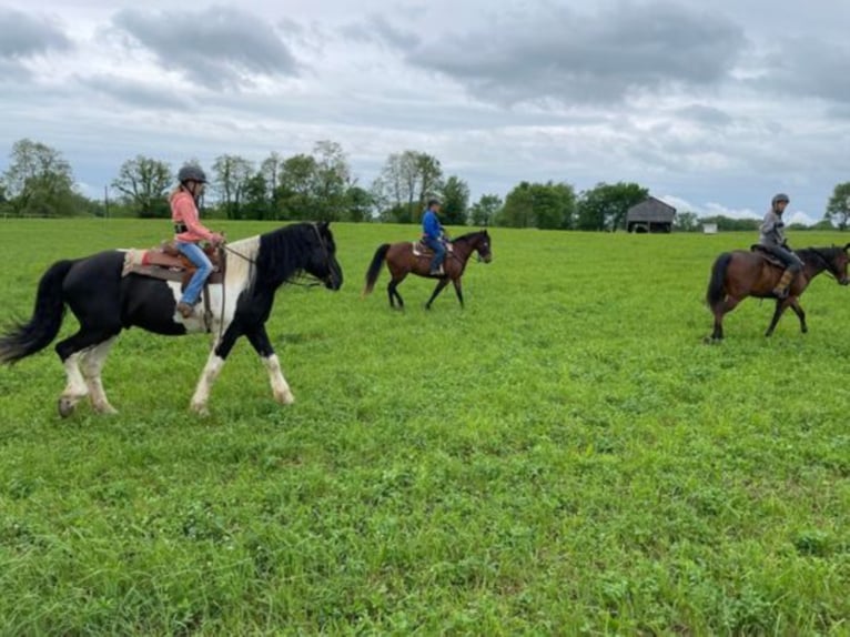 Percheron Wallach 12 Jahre 175 cm Tobiano-alle-Farben in Maysville KY