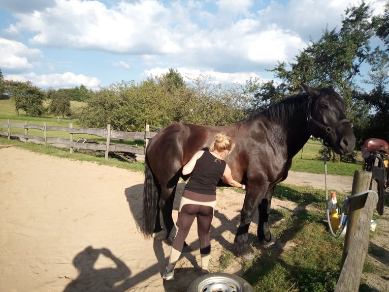 Percheron Wallach 12 Jahre 181 cm Rappe in Kirf
