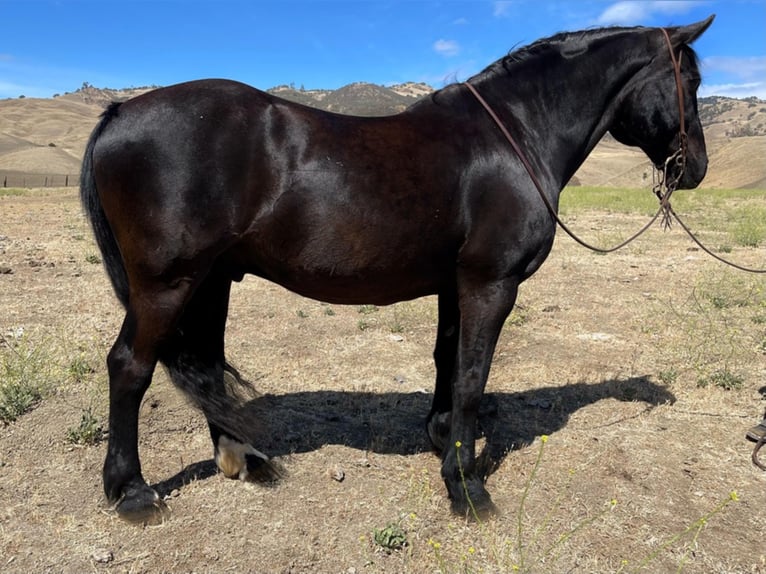 Percheron Wallach 16 Jahre Rappe in Bitterwater CA