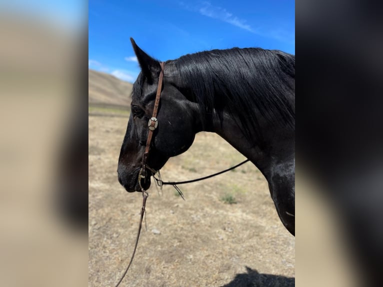 Percheron Wallach 16 Jahre Rappe in Bitterwater CA