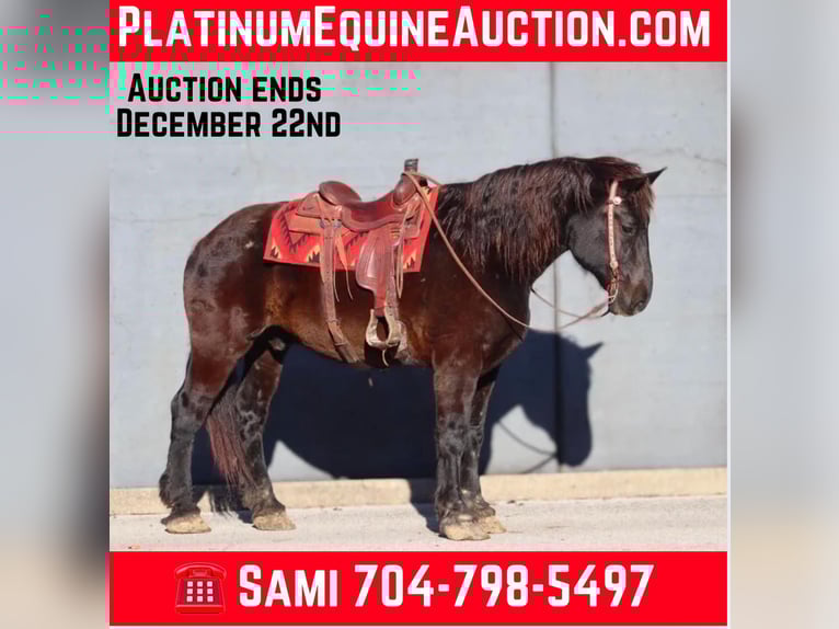 Percheron Wallach 16 Jahre Rappe in Brooksville Ky