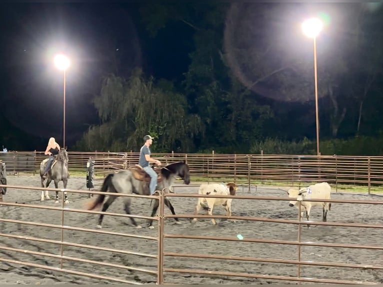 Percheron Mix Wallach 3 Jahre 163 cm Roan-Blue in New Holland