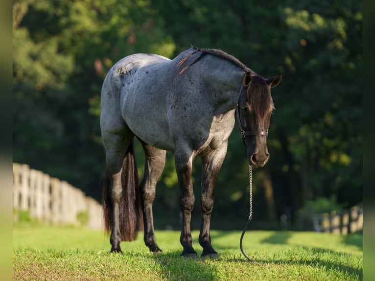 Percheron Mix Wallach 3 Jahre 163 cm Roan-Blue in New Holland