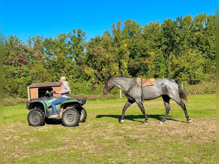 Percheron Mix Wallach 3 Jahre 163 cm Roan-Blue in New Holland