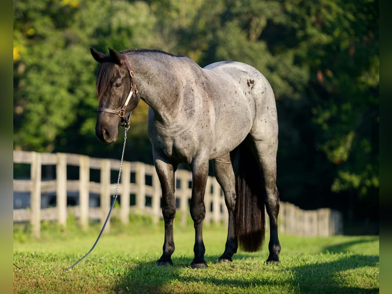 Percheron Mix Wallach 3 Jahre 163 cm Roan-Blue in New Holland