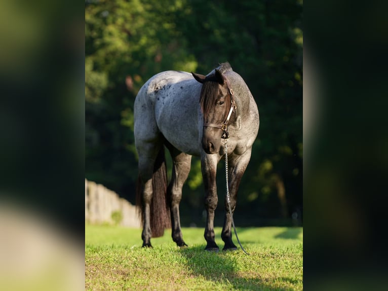 Percheron Mix Wallach 3 Jahre 163 cm Roan-Blue in New Holland
