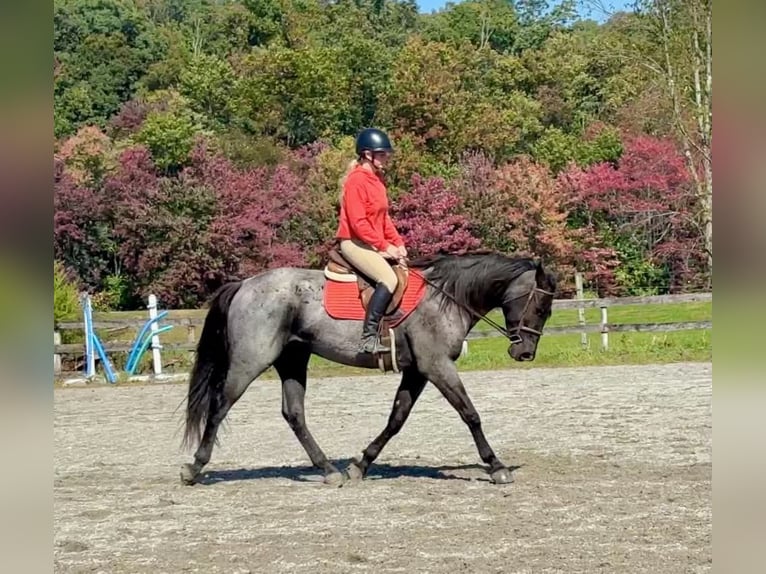 Percheron Mix Wallach 3 Jahre 163 cm Roan-Blue in New Holland