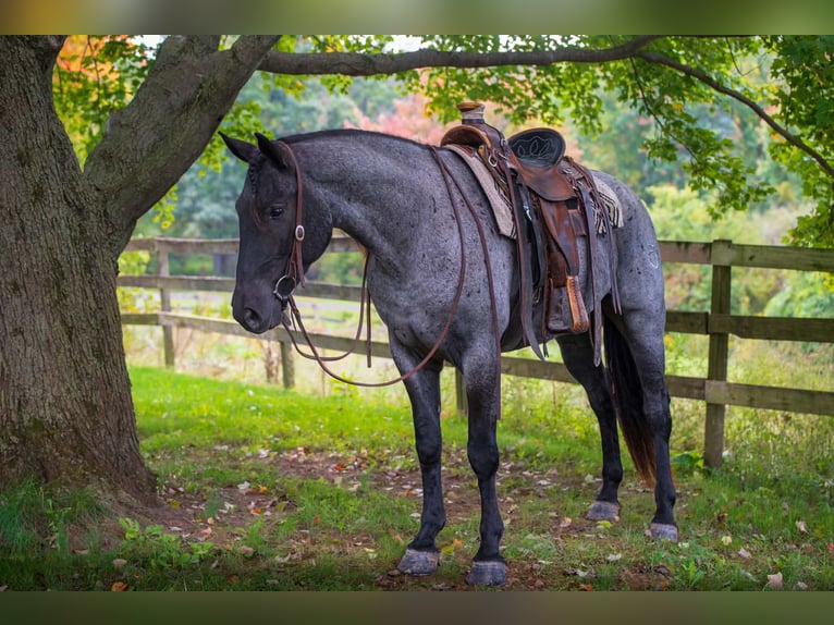 Percheron Mix Wallach 3 Jahre 163 cm Roan-Blue in New Holland