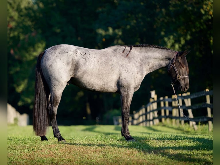 Percheron Mix Wallach 3 Jahre 163 cm Roan-Blue in New Holland