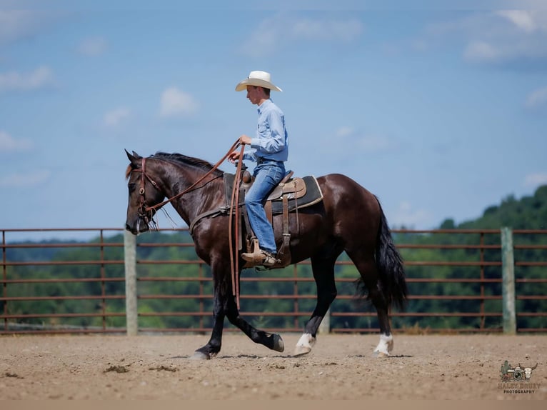 Percheron Mix Wallach 3 Jahre Rappe in Auburn