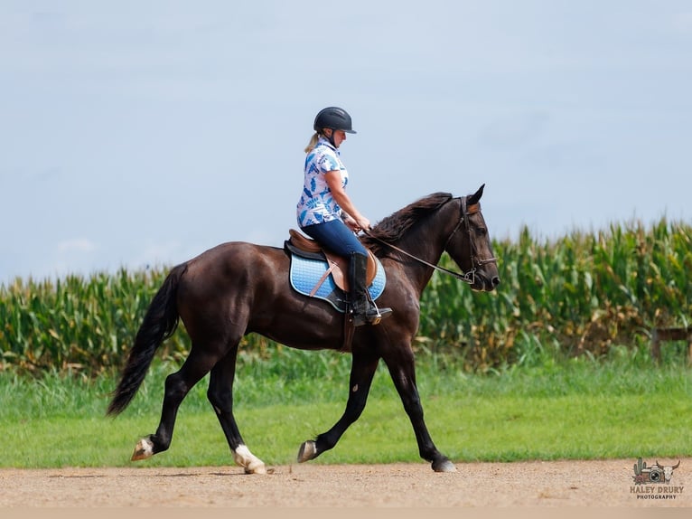 Percheron Mix Wallach 3 Jahre Rappe in Auburn
