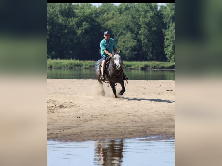 Percheron Mix Wallach 4 Jahre 142 cm Schimmel in Dodgeville