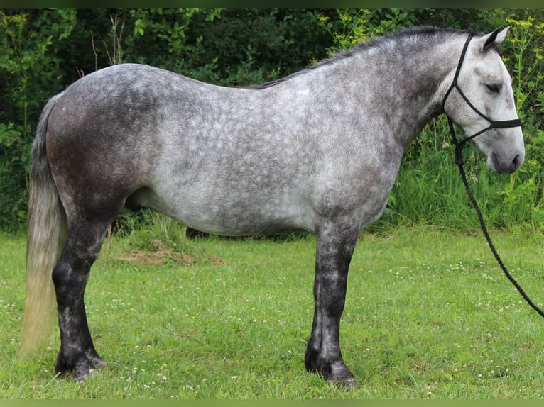 Percheron Mix Wallach 4 Jahre 142 cm Schimmel in Dodgeville