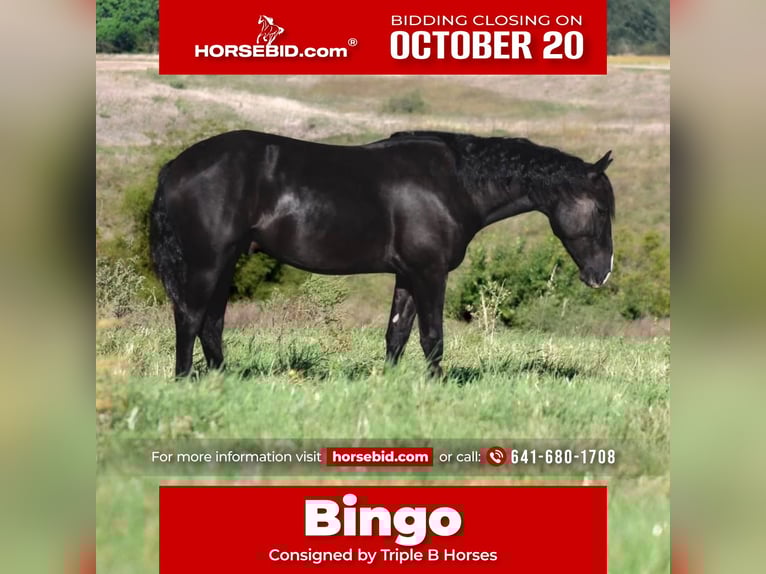 Percheron Mix Wallach 4 Jahre 150 cm Rappe in Plano