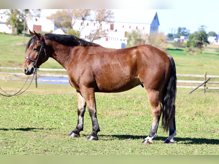 Percheron Mix Wallach 4 Jahre 157 cm Rotbrauner in Gap, PA