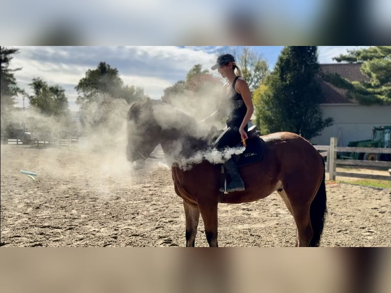 Percheron Mix Wallach 4 Jahre 157 cm Rotbrauner in Gap, PA