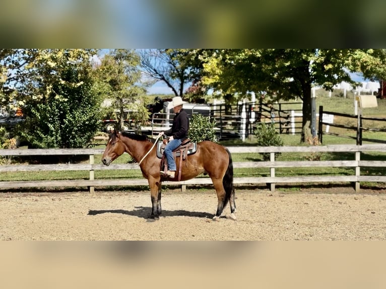 Percheron Mix Wallach 4 Jahre 157 cm Rotbrauner in Gap, PA