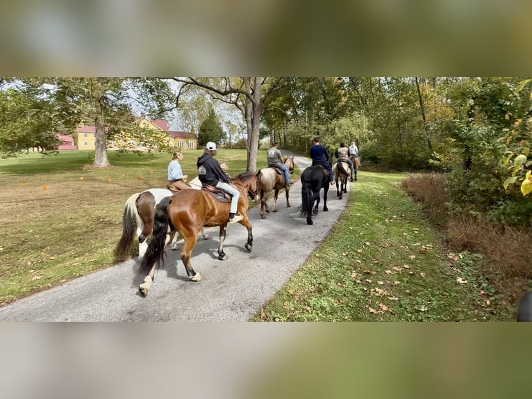 Percheron Mix Wallach 4 Jahre 157 cm Rotbrauner in Gap, PA