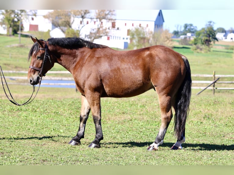 Percheron Mix Wallach 4 Jahre 157 cm Rotbrauner in Gap, PA Percheron Mix Wallach 4 Jahre 157 cm Rotbrauner in Gap, PA
