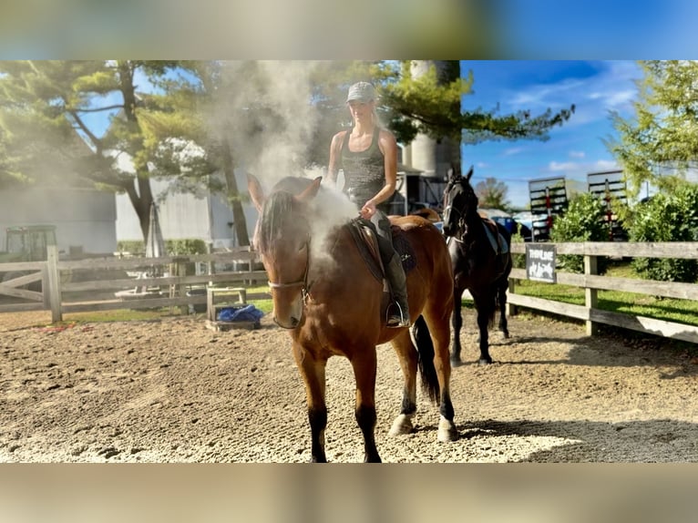 Percheron Mix Wallach 4 Jahre 157 cm Rotbrauner in Gap, PA Percheron Mix Wallach 4 Jahre 157 cm Rotbrauner in Gap, PA